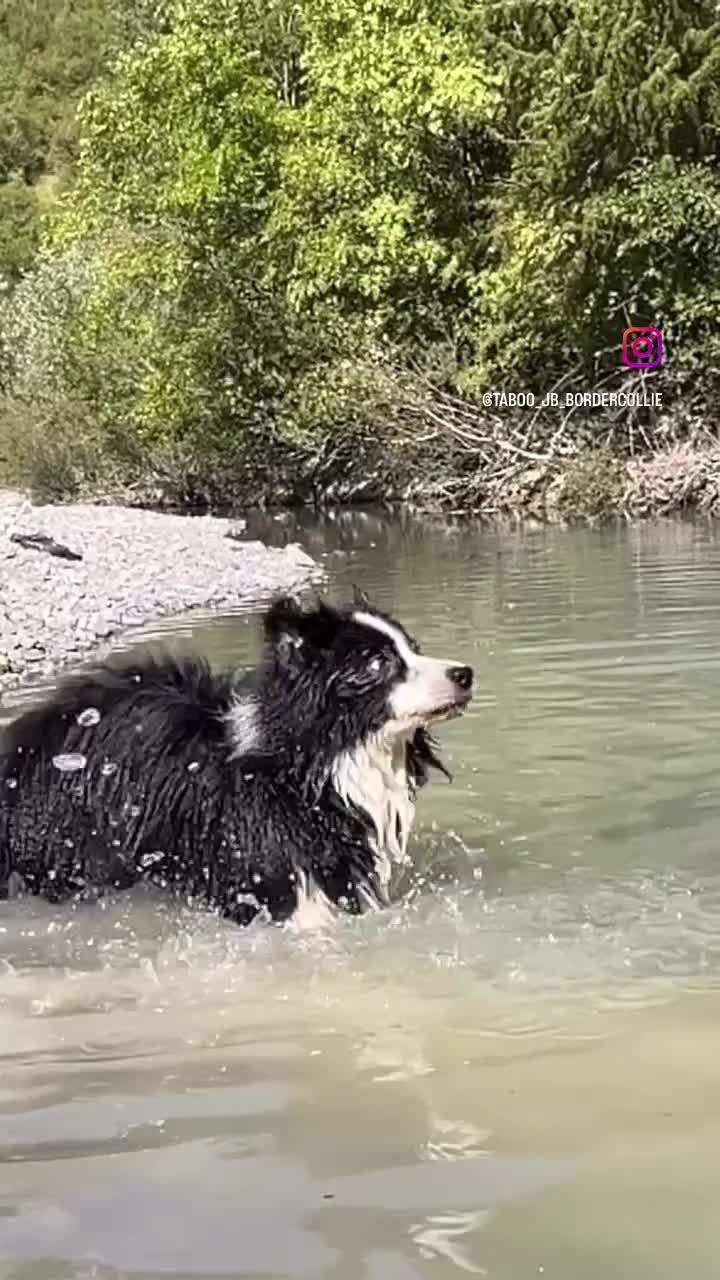Border Collie cani per accoppiamento: Border Collie disponibile x accoppiamento - Video 3