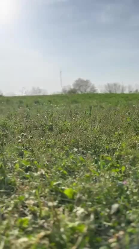 Pastore Tedesco cani in regalo: Do in regalo un bellissimo pastore tedesco  - Video 1