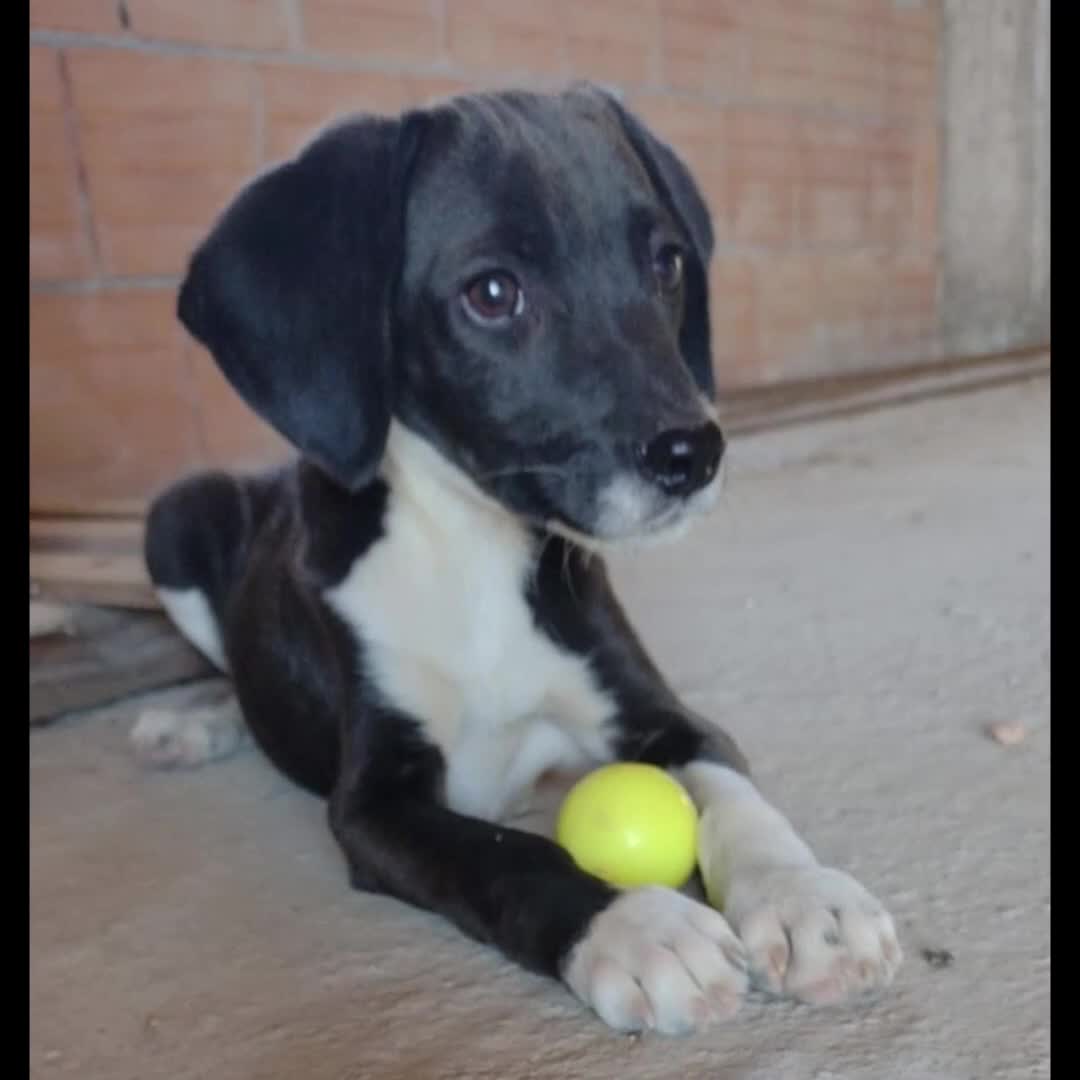 Segugio cani in regalo: Ciao a tutti da Tmmy.! splendido segugino (Catania - Video 1