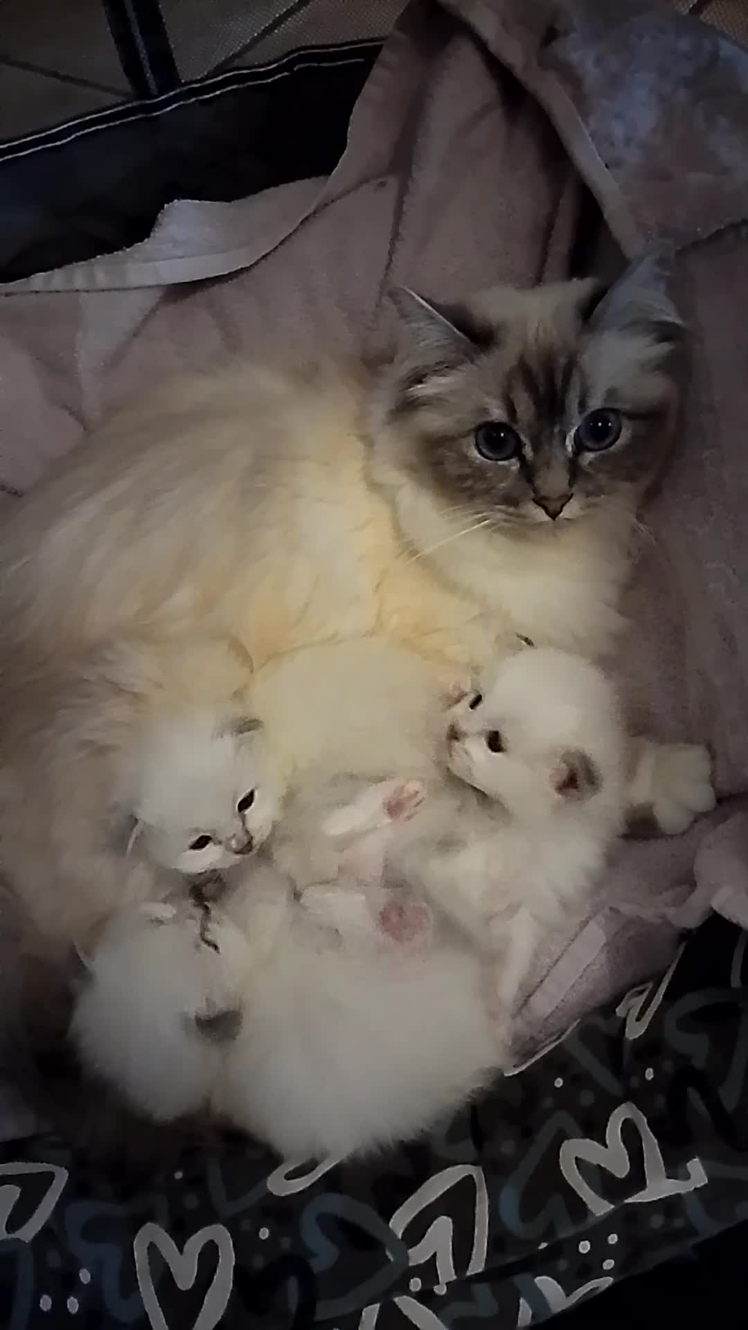 Sacro di Birmania gatti in vendita: Sacro di birmania - Video 1