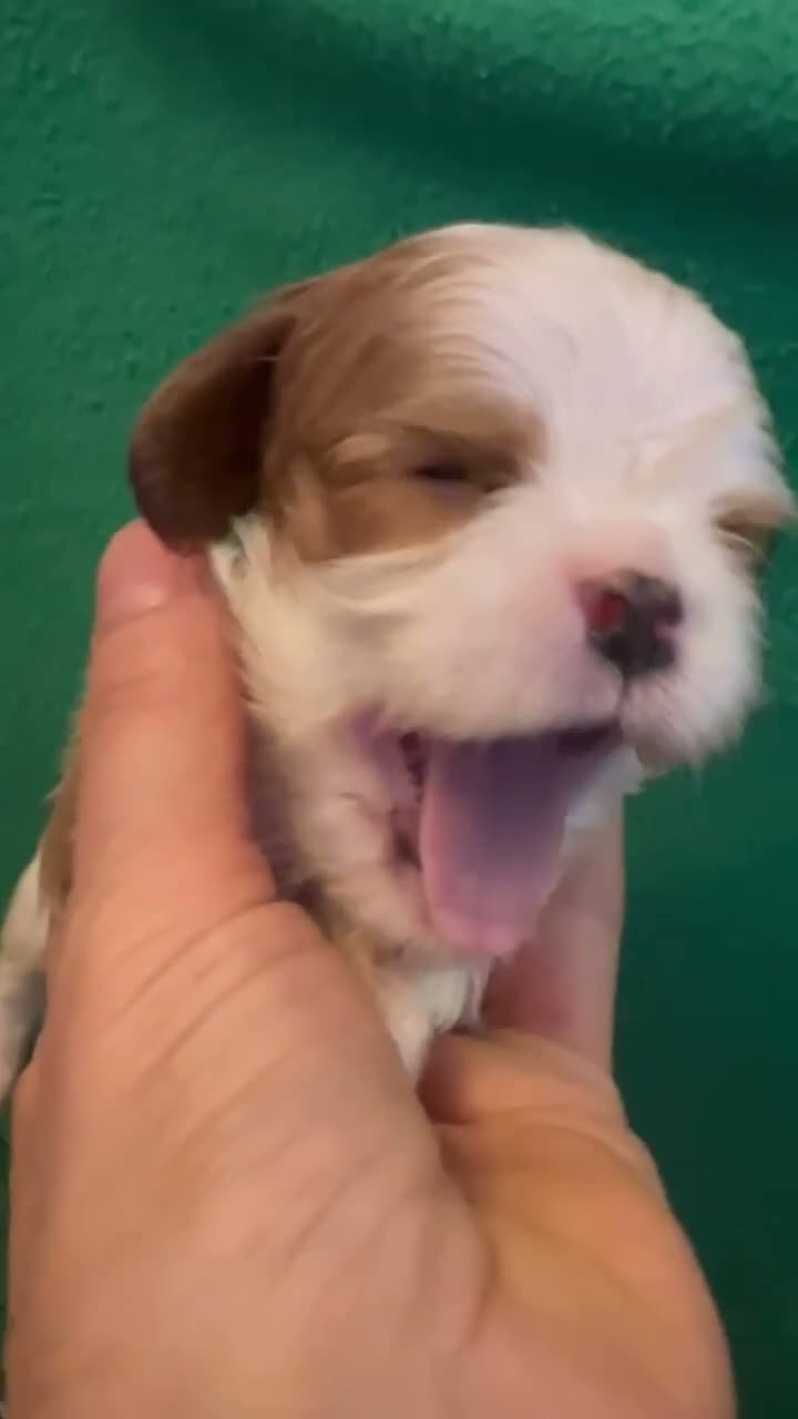 Cavalier King cani in vendita: Cavalier King  - Video 1