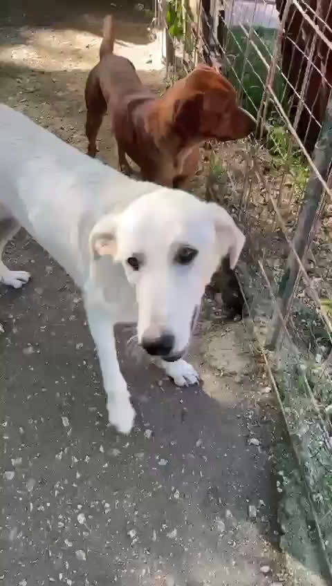 Meticcio cani in regalo: LA DOLCISSIMA ZULY - Video 1