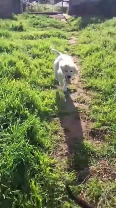 Meticcio cani in regalo: KIRA 🩷 - cucciola mix pastore, dolce, cerca casa - Video 1