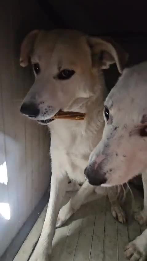 Meticcio cani in regalo: Gerry: equilibrato, docile, socievole  - Video 1