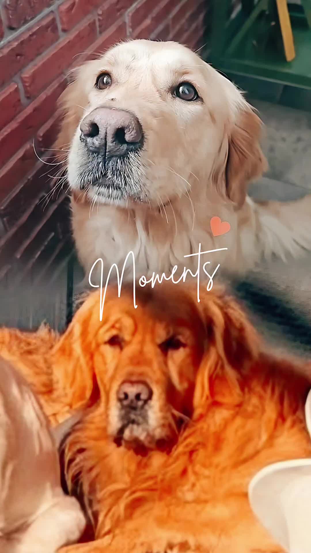 Golden Retriever cani in vendita: CUCCIOLI GOLDEN RETRIEVER  - Video 4