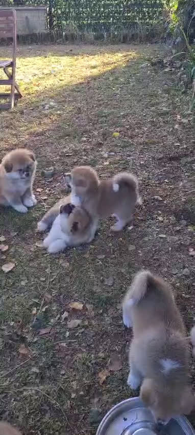 Akita Inu cani in vendita: CUCCIOLI DI AKITA ultime prenotazioni disponibili  - Video 1