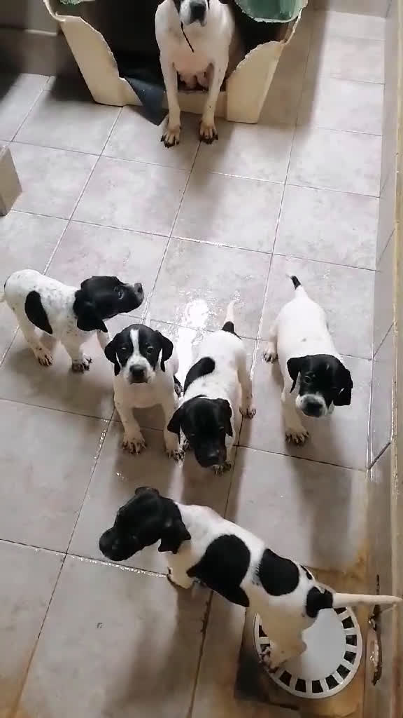 Pointer cani in vendita: POINTER INGLESE - Video 1