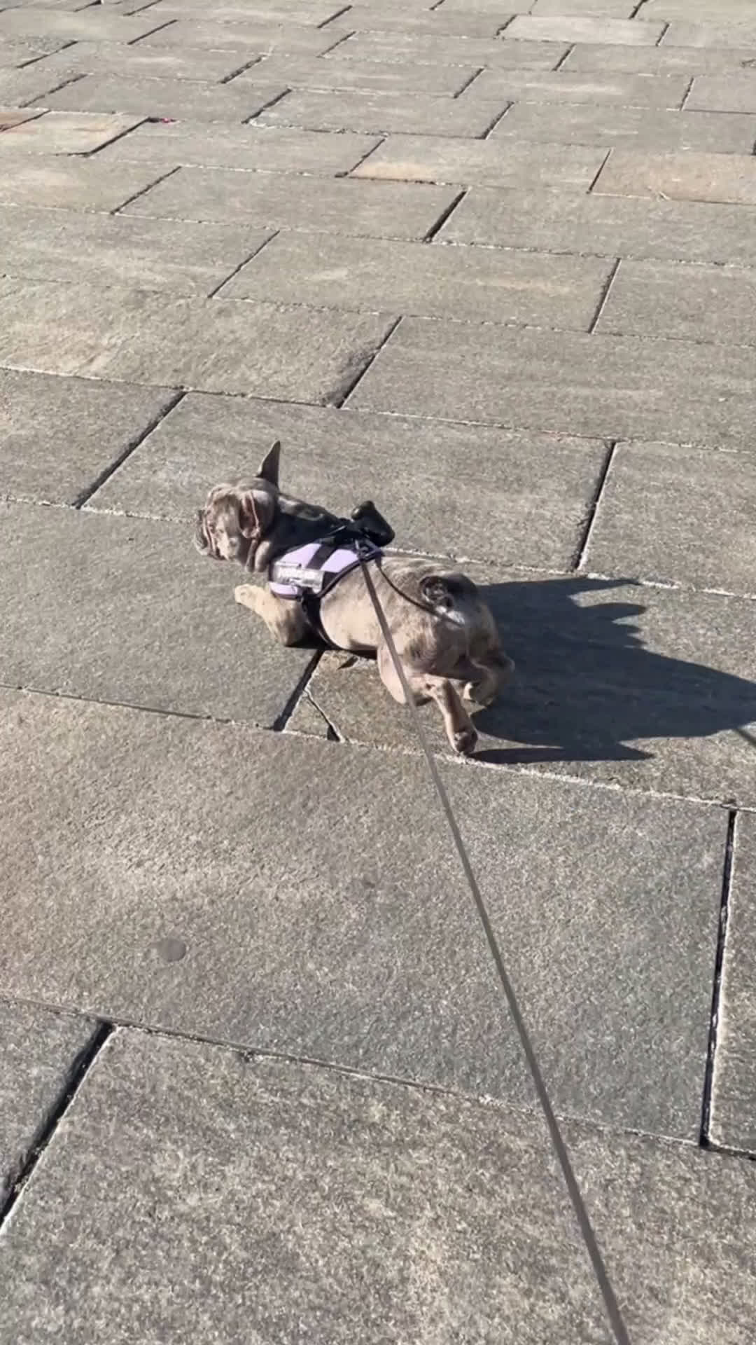 Bulldog Francese cani per accoppiamento: Bulldog Francese per accoppiamento - Video 1