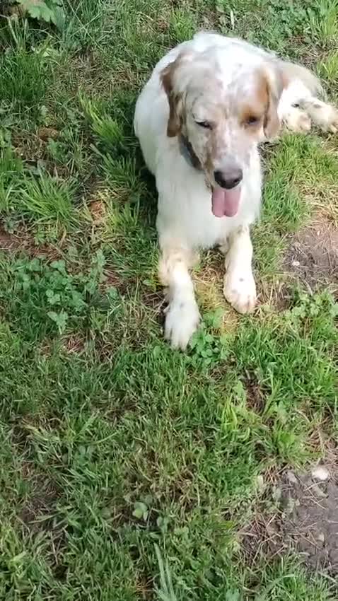 Setter Inglese cani in regalo: Splendido Setter di 5anni cerca una nuova famiglia a Provincia di Bergamo - Video 1