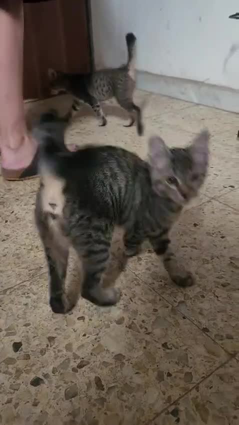 Europeo gatti in regalo: 3mici tigrati quasi 3mesi vivono in 1stanza.COSENZ - Video 1