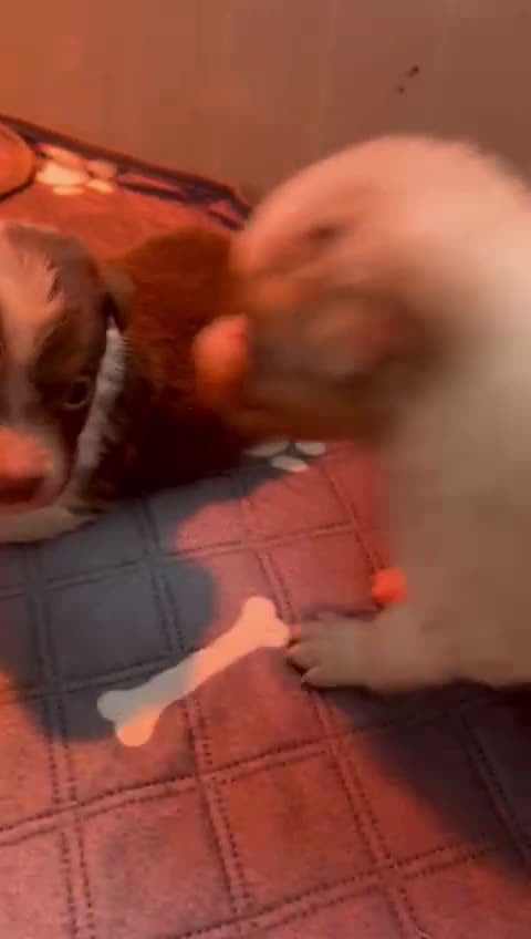 Australian Shepherd cani in vendita: Pastore australiano con pedigree - Video 1