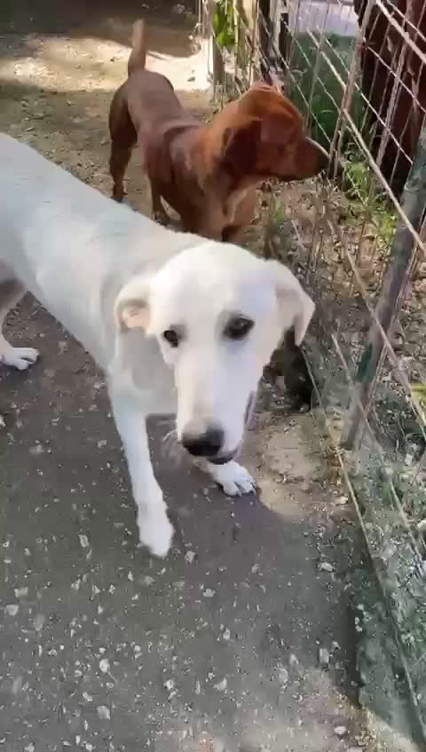 Meticcio cani in regalo: ZULEYA e DEMYR - Video 2