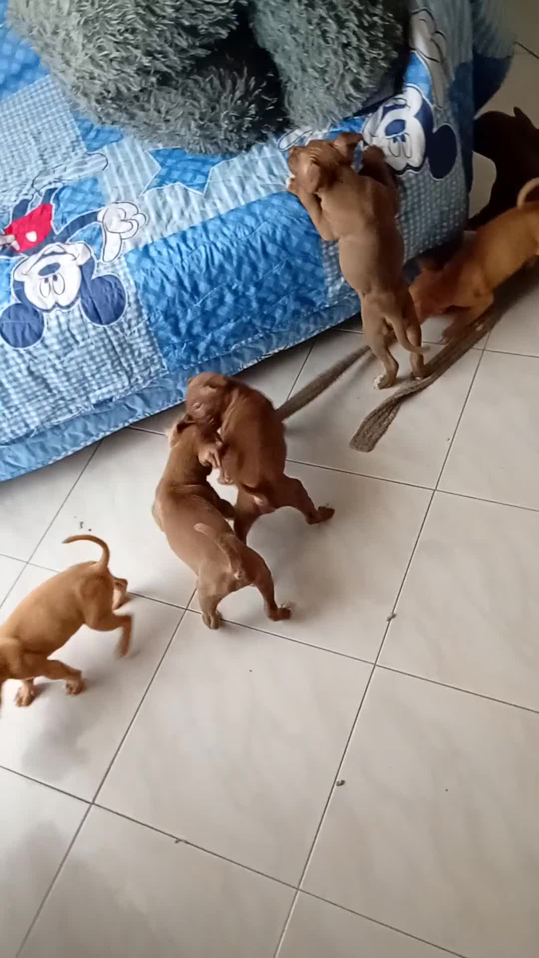 Pitbull cani in vendita: CUCCIOLI AMERICAN PITBULL TERRIER UKC - Video 1