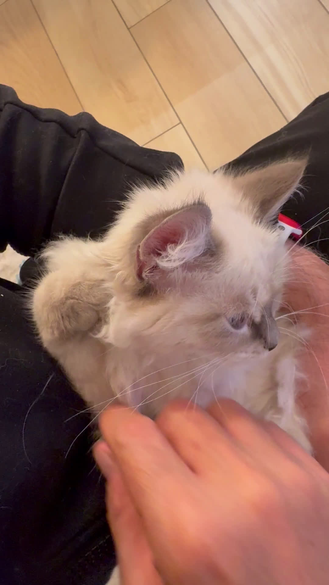 Siberiano gatti in vendita: Dolcissimi cuccioli Siberiani Neva Masquerade - Video 2