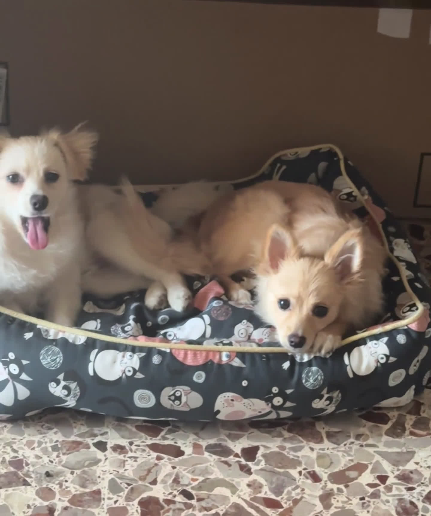 Volpino Pomerania cani in vendita: Volpino di Pomerania  - Video 1