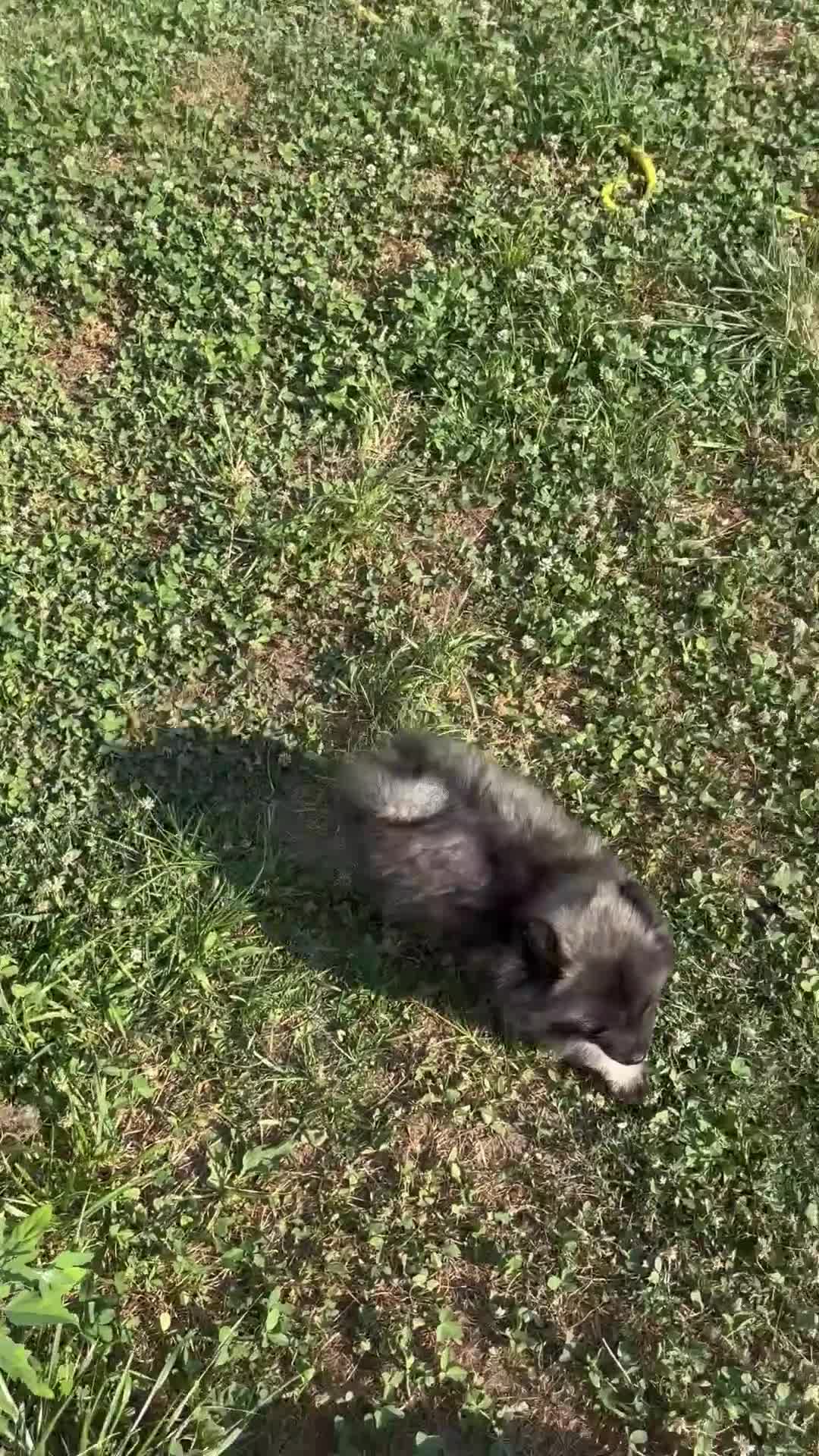 Wolfspitz cani in vendita: Cuccioli Wolfspitz - Video 1