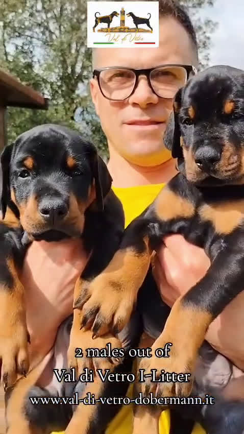 Dobermann cani in vendita: Cuccioli di Dobermann in Toscana - Video 1