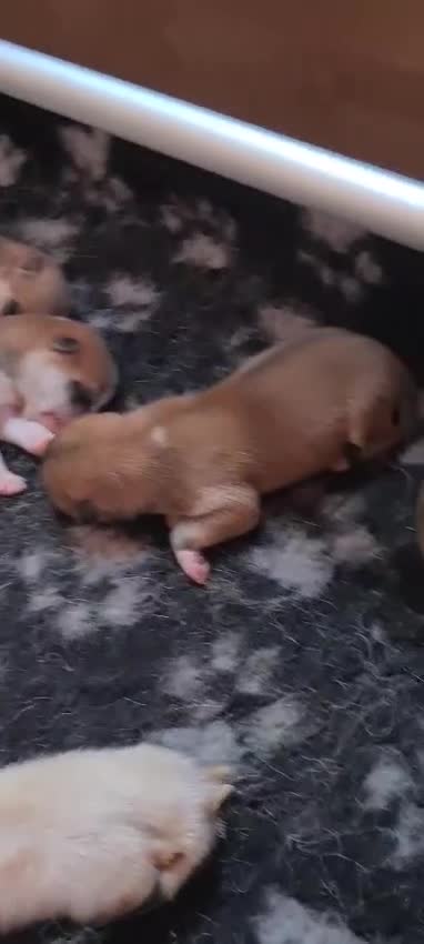 Akita Inu cani in vendita: ULTIMA CUCCIOLA DISPONIBILE DI AKITA INU LOMBARDIA - Video 2