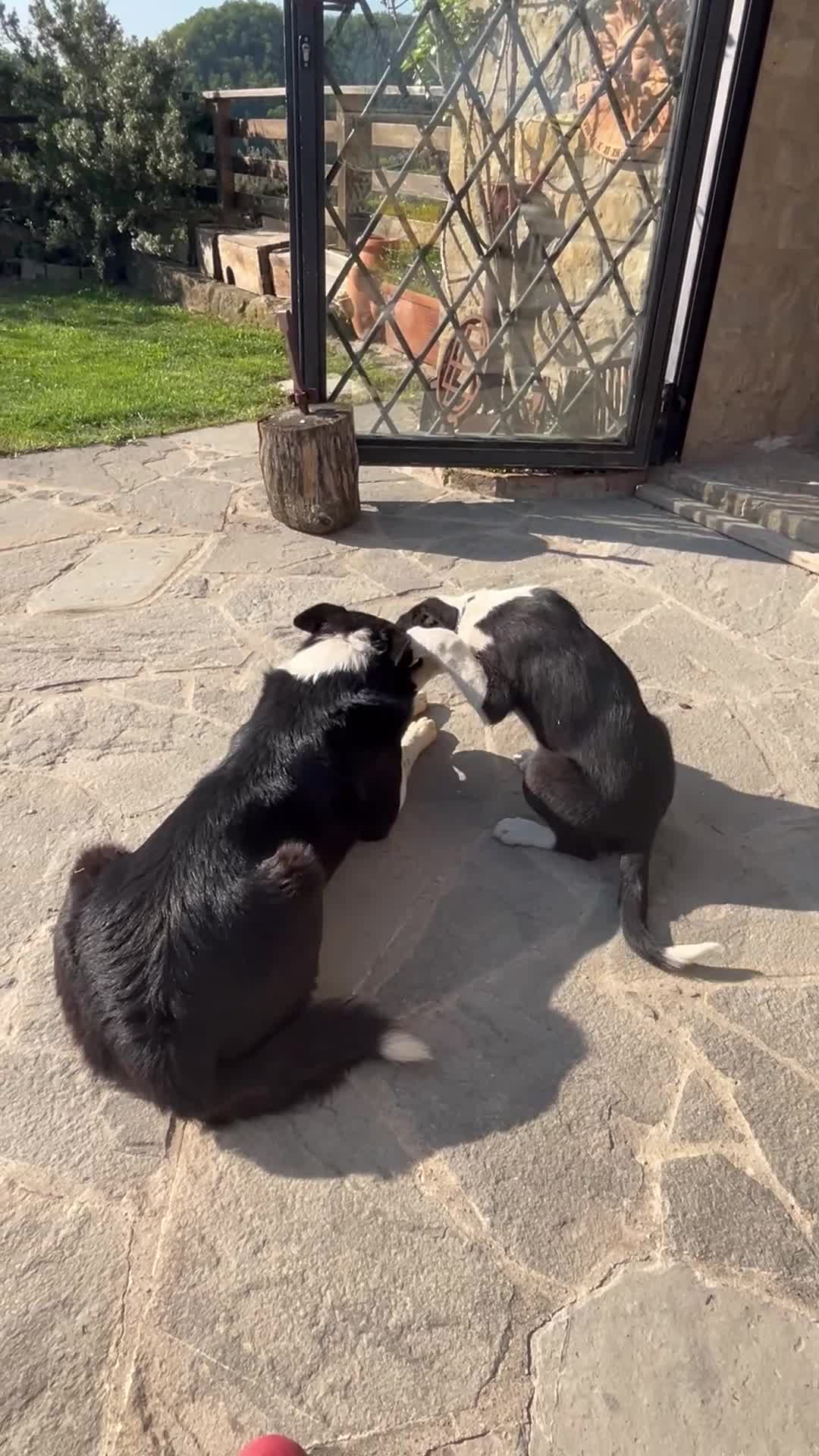 Border Collie cani in vendita: Cuccioli border collie a pelo corto  - Video 1