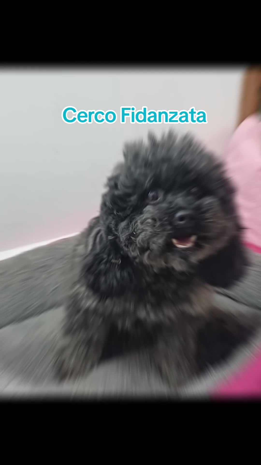 Barboncino Toy cani per accoppiamento: Barboncino toy per accoppiamento  - Video 2