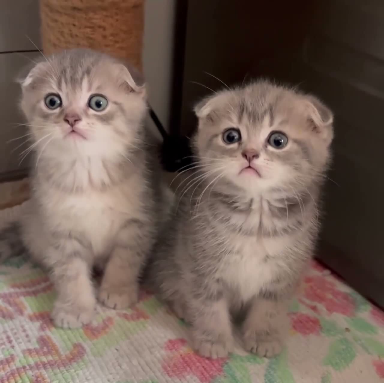 British gatti in vendita: Scottish fold sthrait  - Video 1