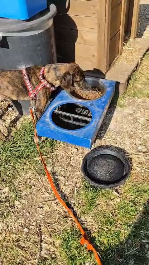 Meticcio cani in regalo: Cannella... adozione del SUPER CUORE ❤️ - Video 3