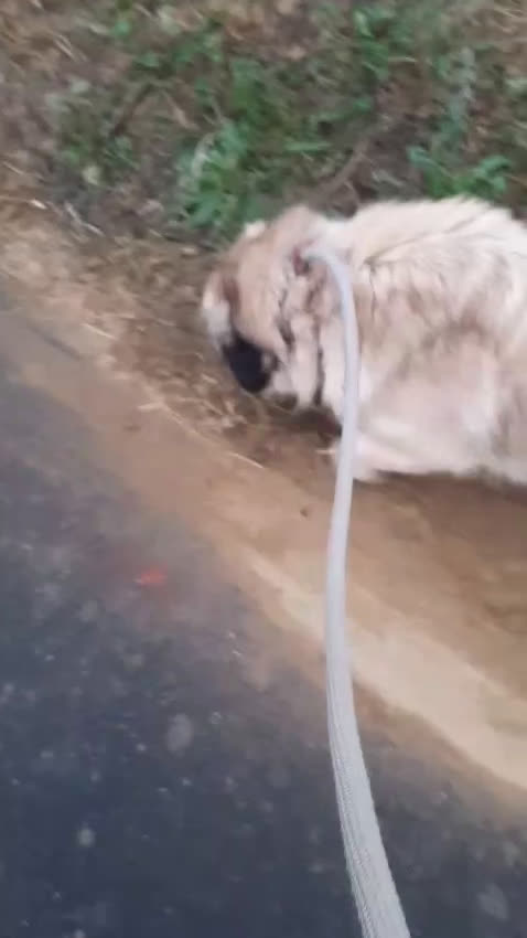 Meticcio cani in regalo: Ciaky cagnolino mansueto e coccolone - Video 2