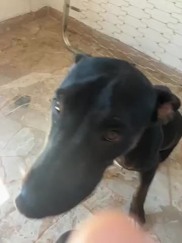 Pitbull cani in vendita:  kim  calsetti a Provincia di Vicenza - Video 1