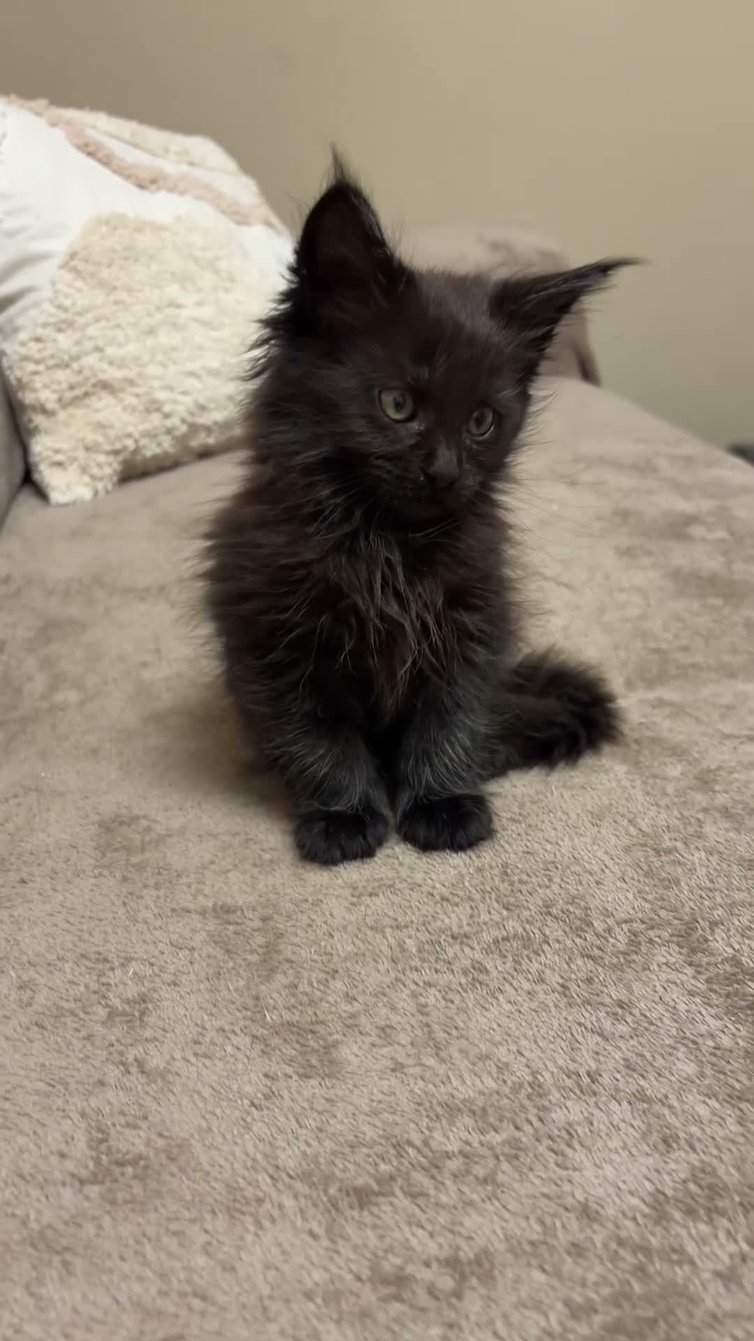 Maine Coon gatti in vendita: Femminucce black con pedigree  - Video 2