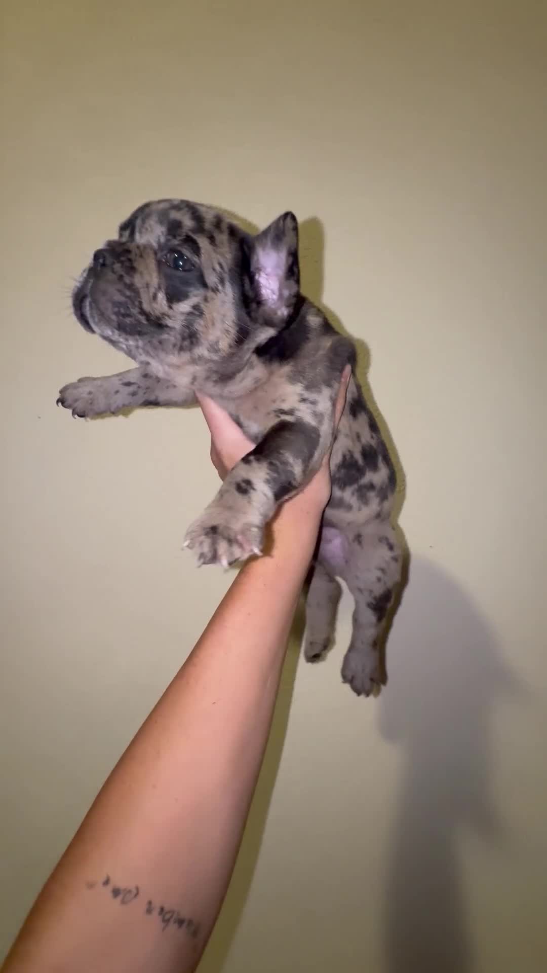 Bulldog Francese cani in vendita: vendita di bulldog francese  a Città metropolitana di Palermo - Video 4