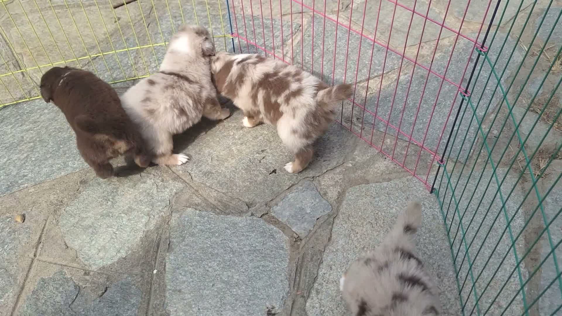 Australian Shepherd cani in vendita: pastore australiano aussie cuccioli - Video 5