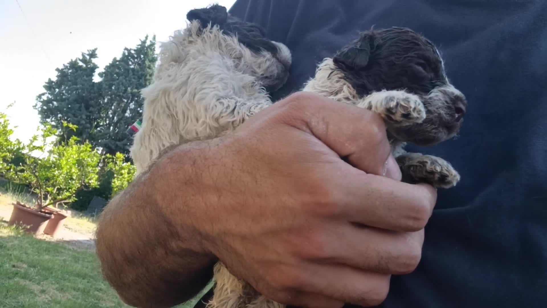 Lagotto cani in vendita: Lagotti  - Video 1