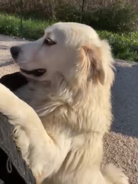 Meticcio cani in regalo: IL DOLCISSIMO E BELLISSIMO OSLO a Città metropolitana di Roma Capitale - Video 2