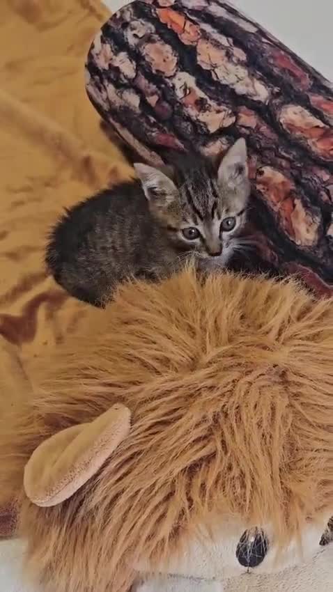 Altre razze gatti in regalo: ALVIN CERCA CASA 🏡 - Video 1
