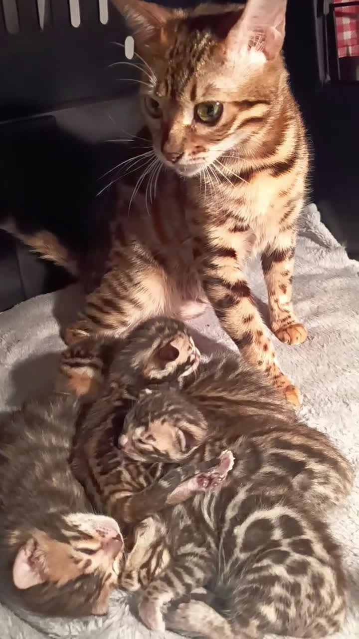 Bengala gatti in vendita: meravigliosi feminucce  - Video 2