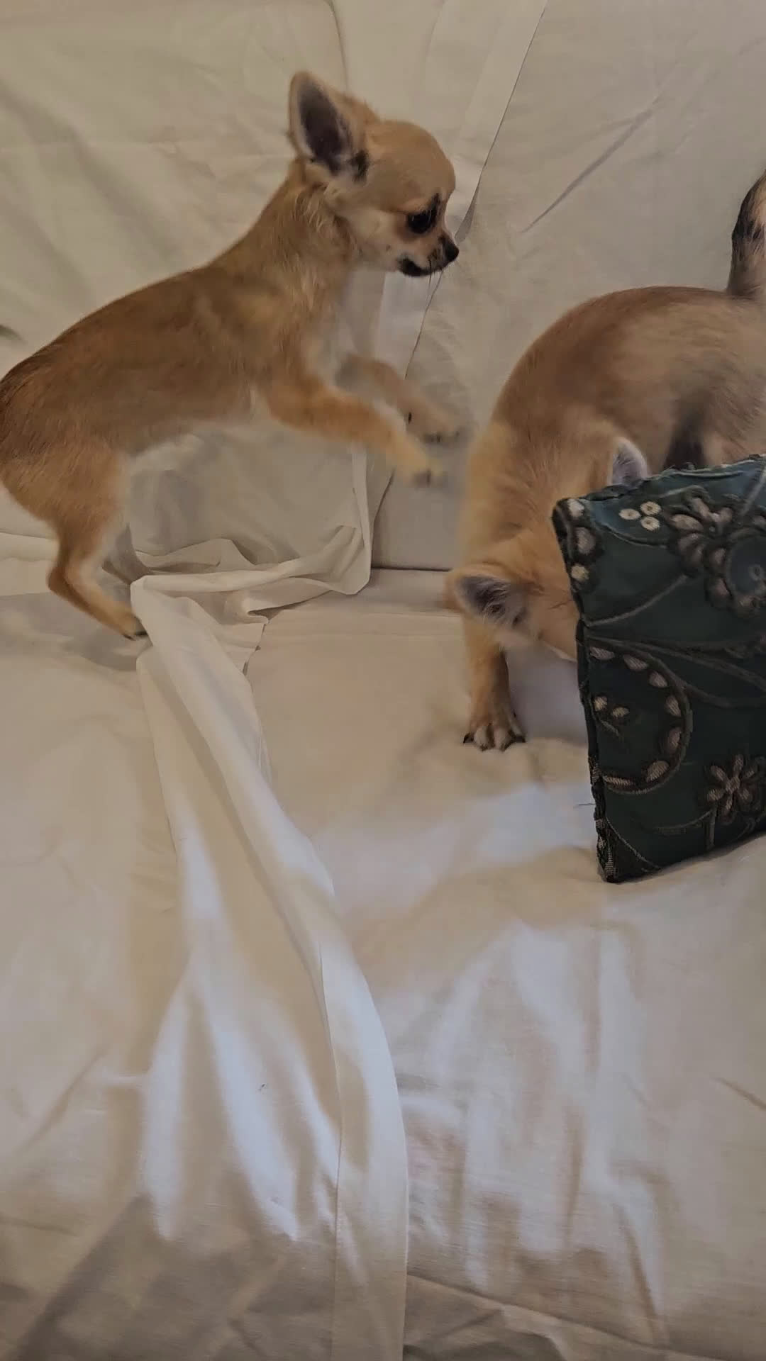 Chihuahua cani in vendita: Maschio e femmina chihuahua con Pedegree Enci  - Video 2