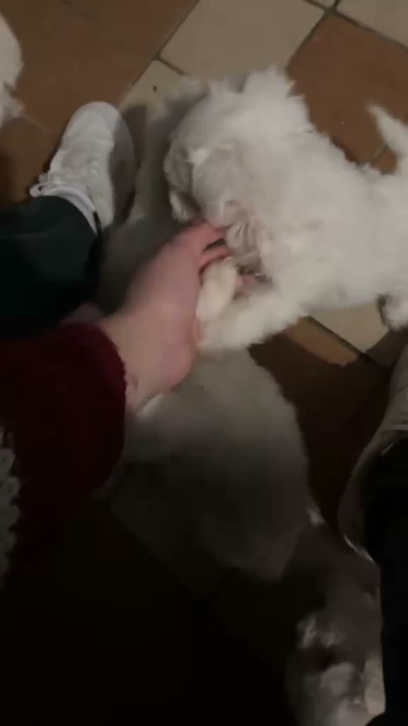 Maltese cani in vendita: Cuccioli maltese - Video 1