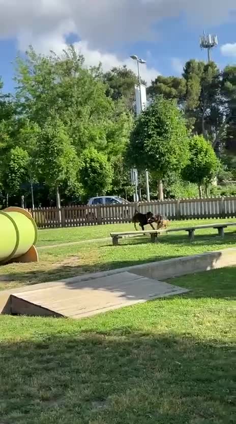 Meticcio cani in regalo: Athena - meticcio di pastore tedesco - Video 1