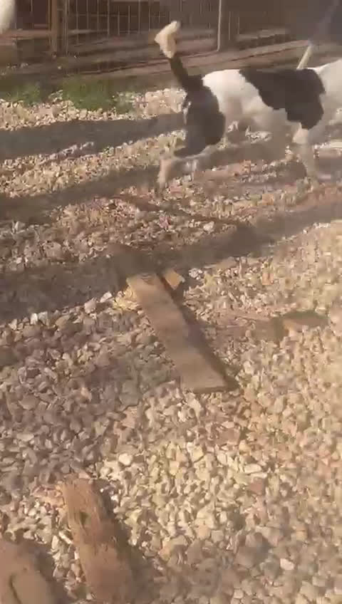 Meticcio cani in regalo: Taglia media contenuta 1 anno e mezzo  - Video 1