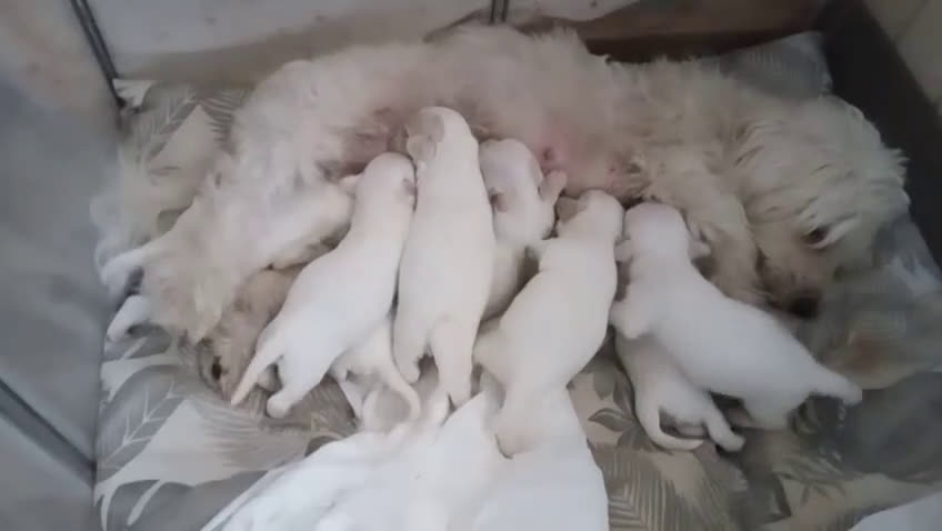 Maltese cani in vendita: ultimi cuccioli maltese - due femmine - Video 1