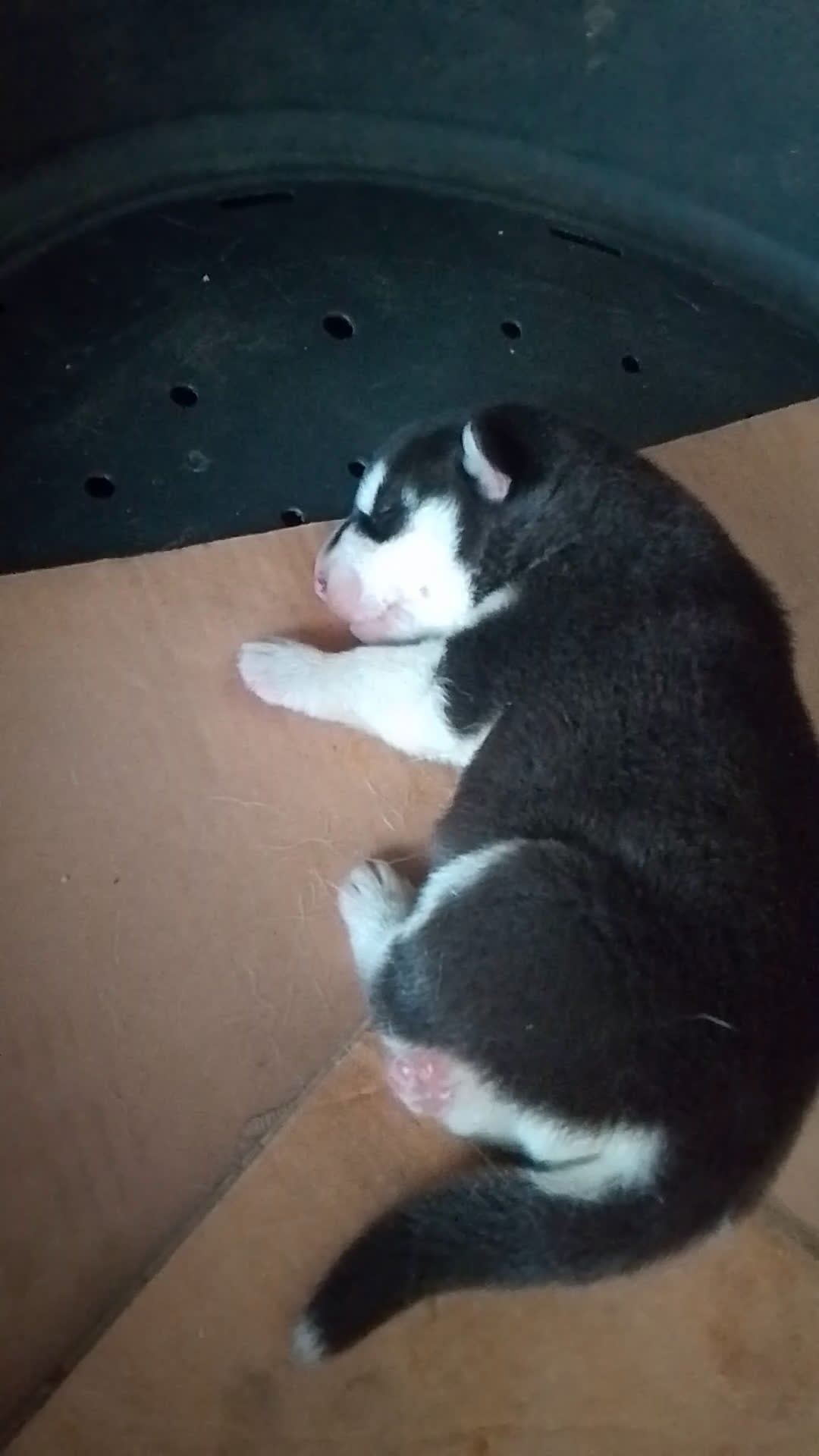 Husky cani in vendita: Cucciolo di siberian husky  - Video 5