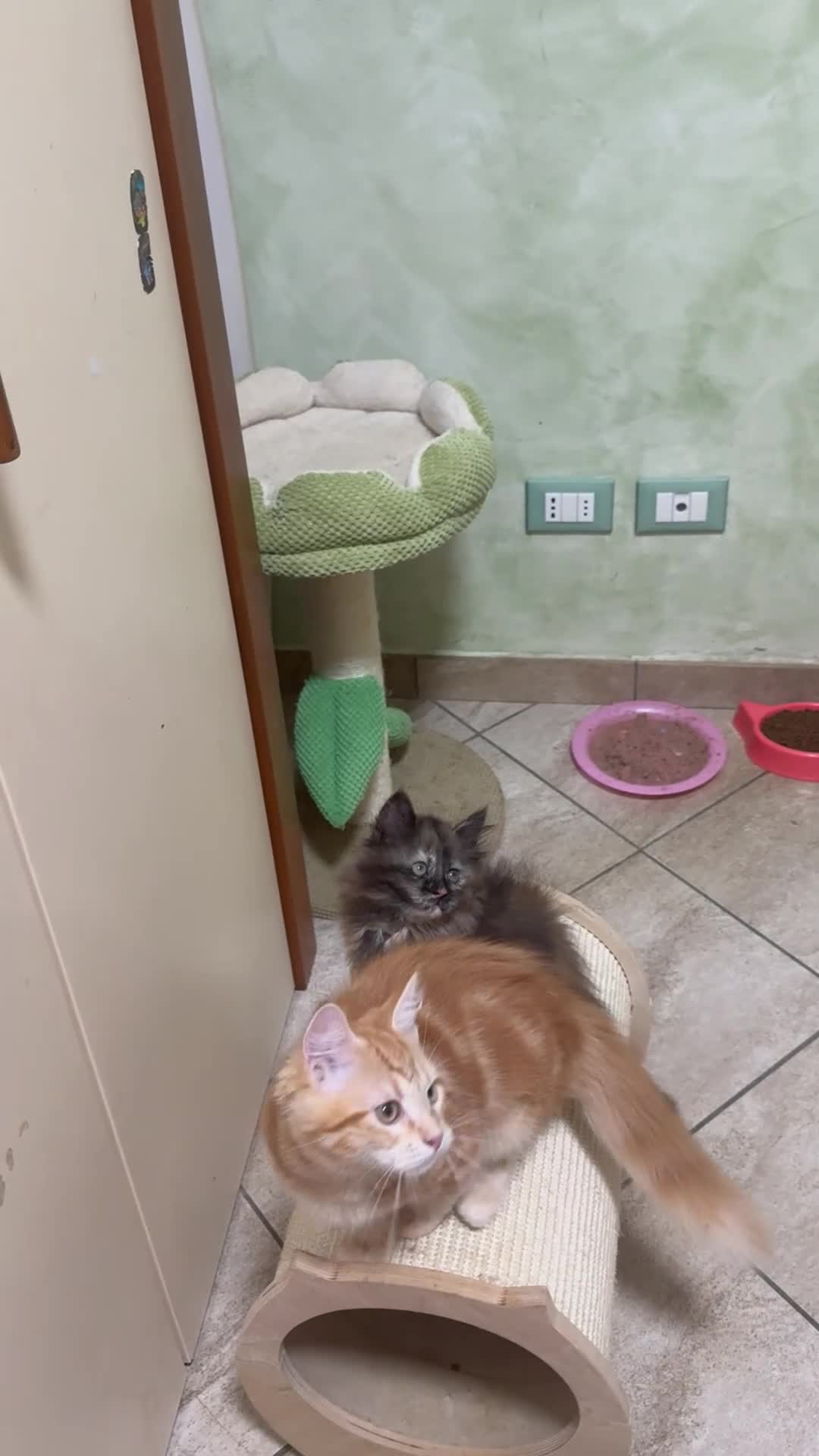 Siberiano gatti in vendita: Ultima meravigliosa cucciola disponibile  - Video 1