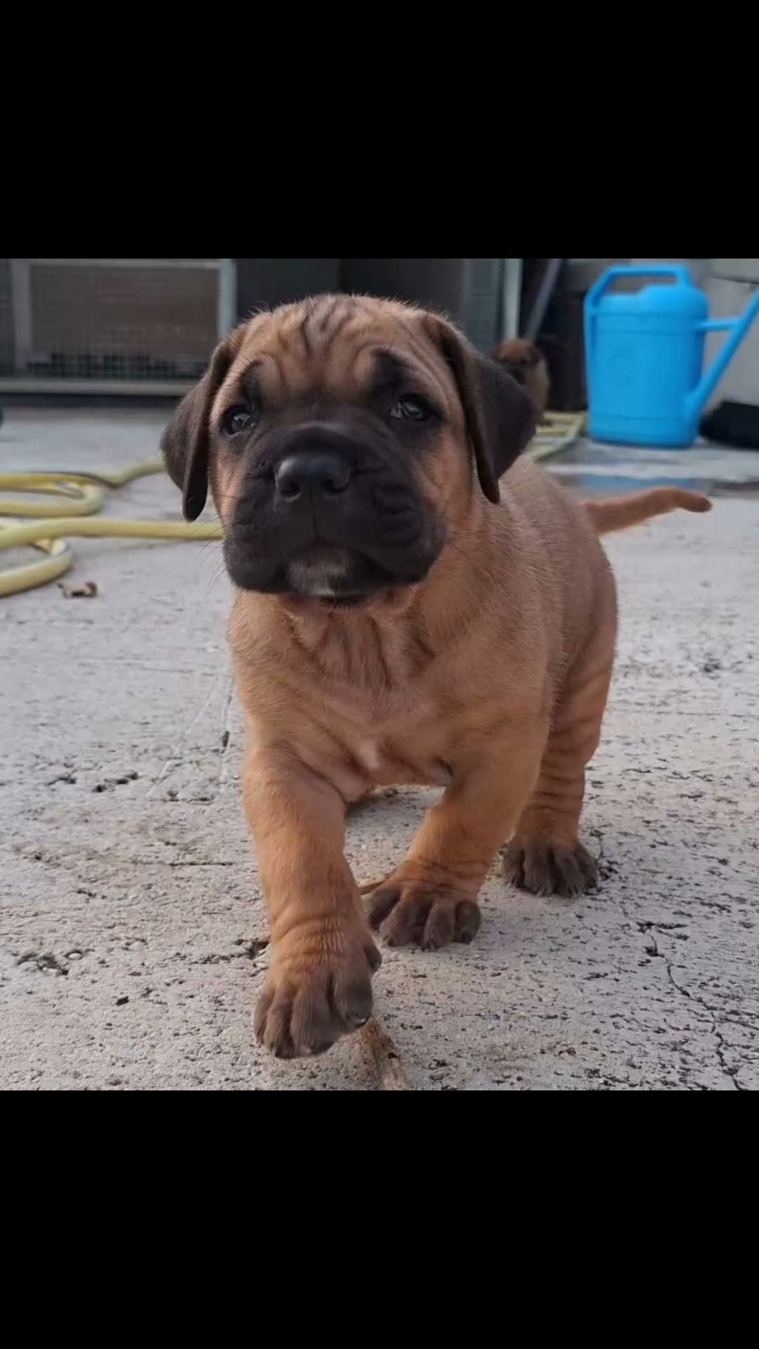 Cane Corso cani in vendita: Cane corso - Video 5