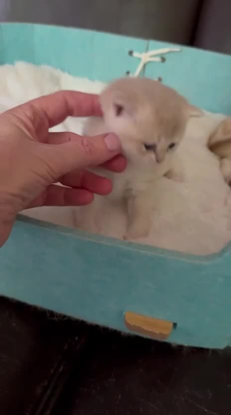 British gatti in vendita: Gattini di pura razza British shorthair golden  - Video 1
