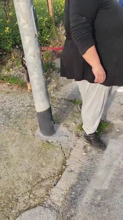 Meticcio cani in regalo: ZARA cagnolina taglia media - Video 2