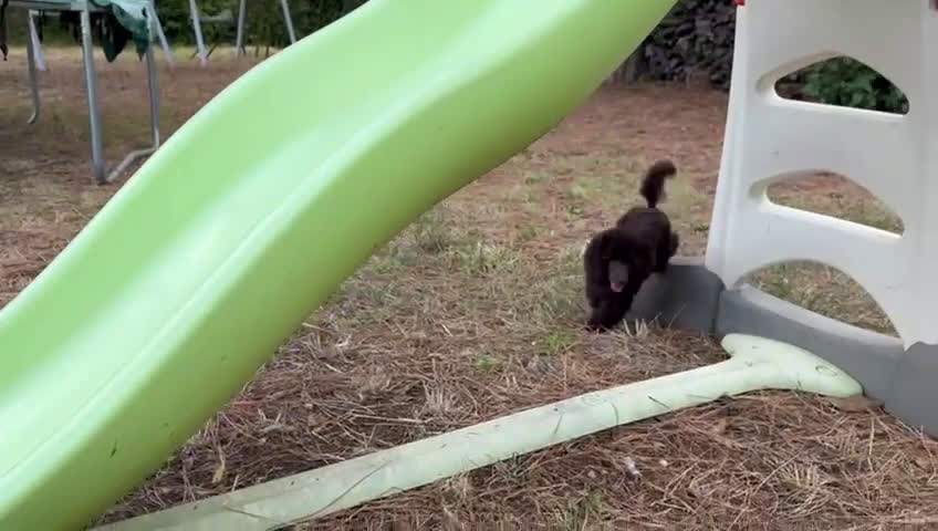 Barbone cani in vendita: CUCCIOLI DI BARBONE TOY/NANO - Video 2