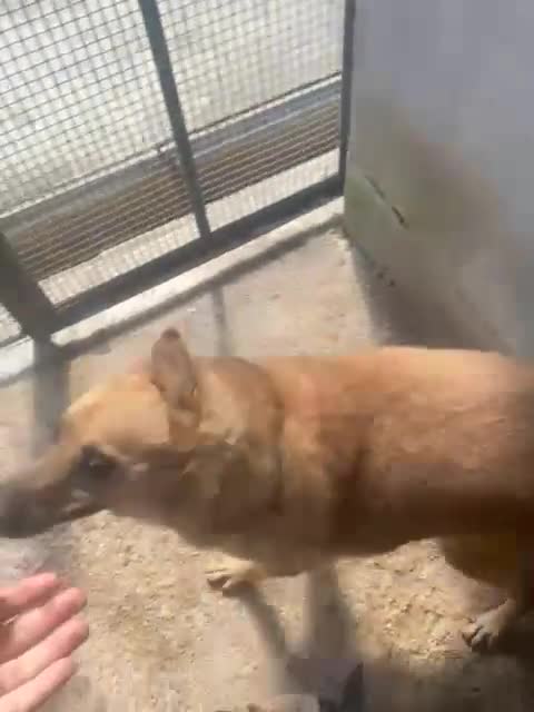 Meticcio cani in regalo: BOMBER simpaticone con tanta voglia di giocare - Video 1