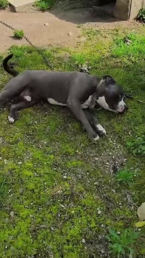 Pitbull cani in regalo: Cagnolino amstaff - Video 1