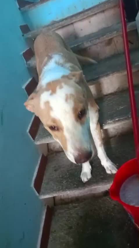 Meticcio cani in regalo: Le due sorelline del cuore cercano una casa! - Video 1