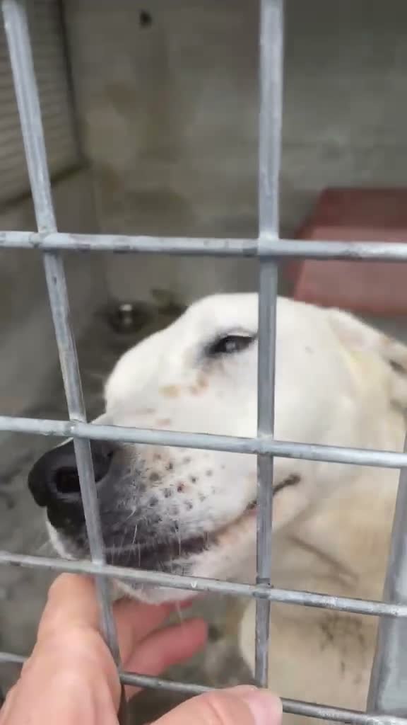 Meticcio cani in regalo: Lulù splendida cagnolina - Video 1